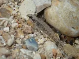 Fountain Darter, photographed in Texas