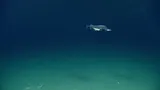 Pacific Flatnose