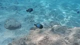 Hawaiian Dascyllus, photographed in Hawaii