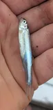 Emerald Shiner
