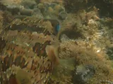 Balloonfish, photographed in Puntarenas