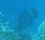 Scrawled Filefish