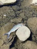 Hickory Shad, photographed in New Jersey