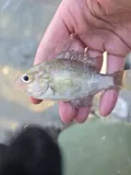 Rock Bass, photographed in Ontario
