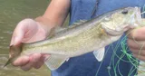 Cahaba Bass, photographed in Alabama