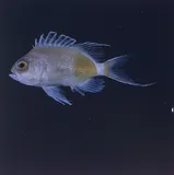 Odontanthias elizabethae, photographed in Hawaii