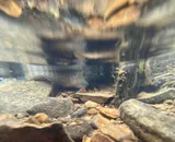 Spottail Darter, photographed in Kentucky