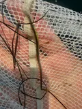 Northern Pipefish, photographed in North Carolina
