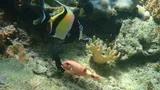 Common Goatfish, photographed in Papua Barat