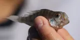 Banded Drum, photographed in Georgia