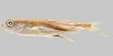Oceanic Two-wing Flyingfish