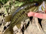 Suwannee Bass, photographed in Florida