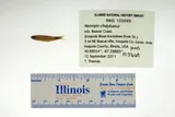 Ironcolor Shiner, photographed in Illinois