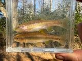 Dixie Chub, photographed in Alabama