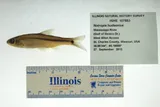 Spottail Shiner, photographed in Missouri