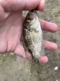 Rock Bass, photographed in Ohio