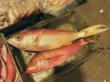 Deepwater Longtail Red Snapper, photographed in Guangdong
