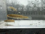 Speckled Killifish, photographed in North Carolina