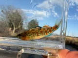 Headwater Darter, photographed in Tennessee