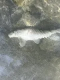 Gray Redhorse, photographed in Texas