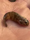 Naked Goby, photographed in Maryland