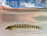 Bigscale Logperch, photographed in Texas