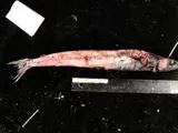 Scaly Waryfish, photographed in British Columbia