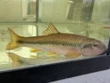 River Chub, photographed in Ontario