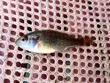 Green Sunfish, photographed in Utah