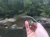 Roanoke Bass, photographed in North Carolina