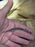 American Halfbeak, photographed in North Carolina
