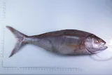 Rosy Snapper, photographed in Hawaii