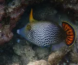 Fantail Filefish, photographed in Hawaii