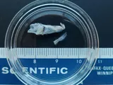 Arctic Cod