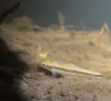 Sandhills Chub, photographed in North Carolina