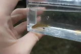 Caney Fork Darter, photographed in Tennessee