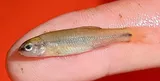 Cutlip Minnow, photographed in Maryland