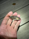 Cubera Snapper, photographed in Florida