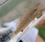 Rio Grande Darter, photographed in Texas