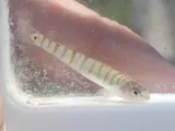 Bigscale Logperch, photographed in Texas