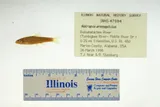 Orangefin Shiner, photographed in Alabama
