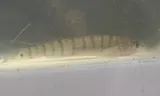 Bigscale Logperch, photographed in Texas