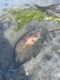Plainfin Midshipman, photographed in British Columbia
