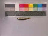 Slim Minnow, photographed in Kansas