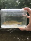 Cahaba Bass, photographed in Alabama