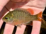 Redspotted Sunfish, photographed in Texas