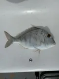 Knobbed Porgy, photographed in Florida