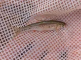 Virgin Spinedace, photographed in Utah