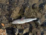 Mountain Whitefish, photographed in British Columbia