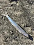 Surf Smelt, photographed in Oregon